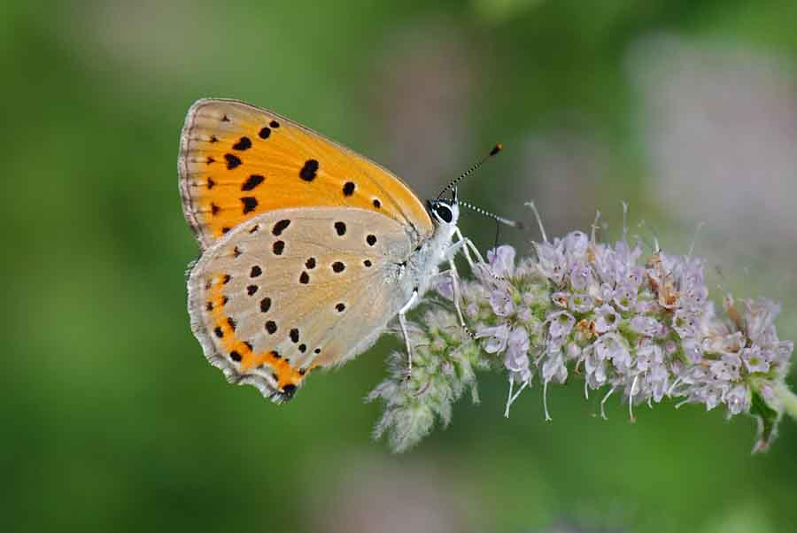 Lycaena thersamon?